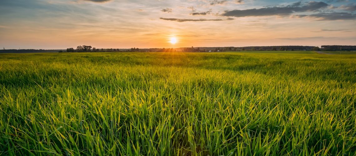 Spring Sun Shining Over Agricultural Landscape Of Green Wheat Field. Scenic Summer Colorful Dramatic Sky In Sunset Dawn Sunrise. Skyline.